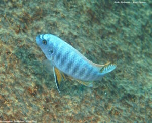 Labeotropheus fuelleborni 'Chiwi Rocks'